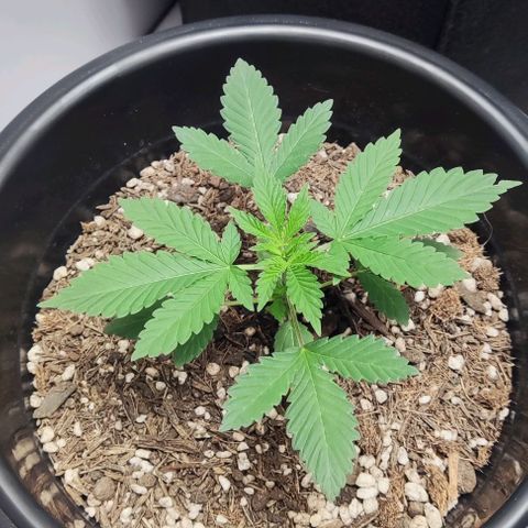 24k OG growlog timeline photo