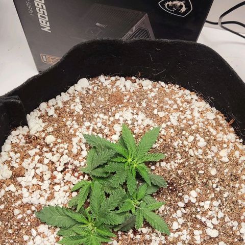 GORILLA GLUE MUSTACHEGROWER growlog timeline photo