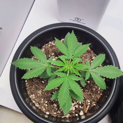 24k OG growlog timeline photo