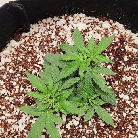 GORILLA GLUE MUSTACHEGROWER growlog timeline photo