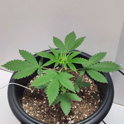 24k OG growlog timeline photo