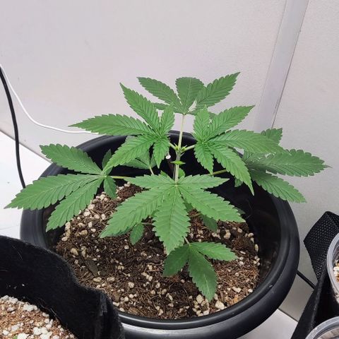 24k OG growlog timeline photo