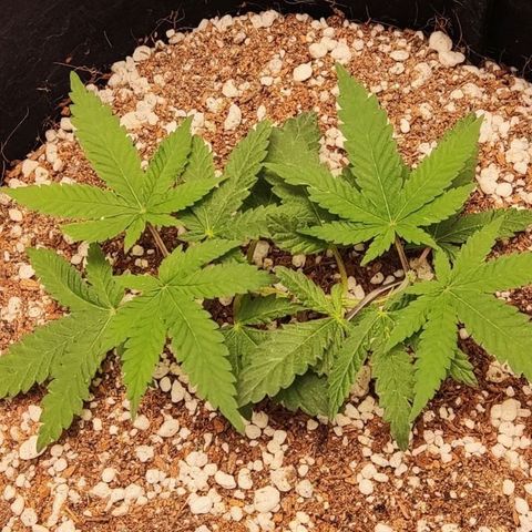 GORILLA GLUE MUSTACHEGROWER growlog timeline photo
