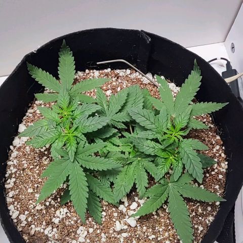 GORILLA GLUE MUSTACHEGROWER growlog timeline photo