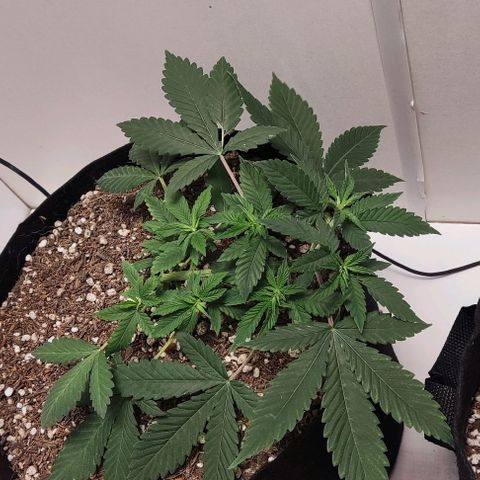24k OG growlog timeline photo