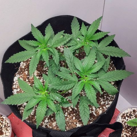 GORILLA GLUE MUSTACHEGROWER growlog timeline photo