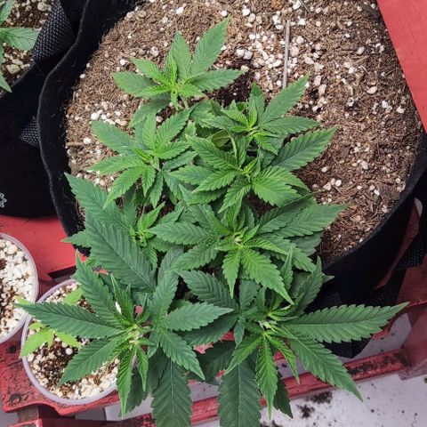 24k OG growlog timeline photo