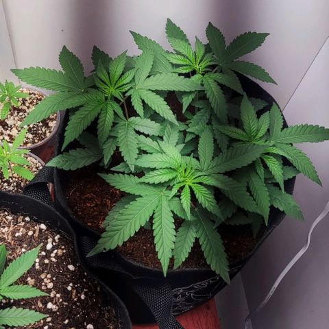 GORILLA GLUE MUSTACHEGROWER growlog timeline photo