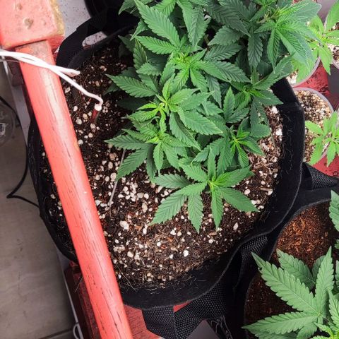 24k OG growlog timeline photo