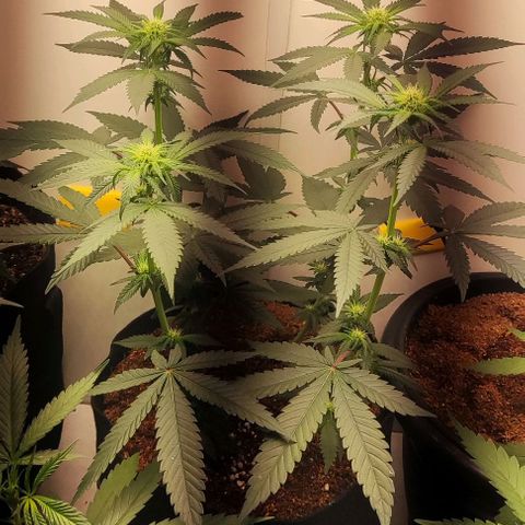 GORILLA GLUE MUSTACHEGROWER growlog timeline photo