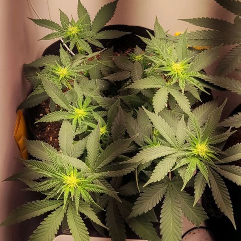 24k OG growlog timeline photo