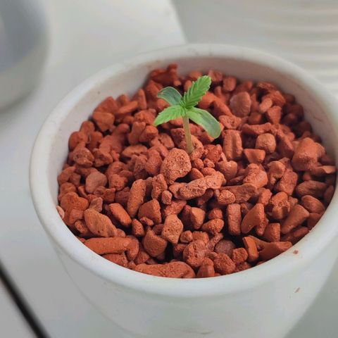 Auto SFV OG 1 growlog timeline photo