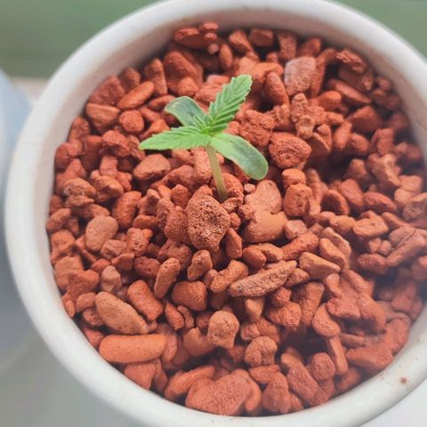 Auto SFV OG 1 growlog timeline photo