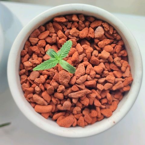 Auto SFV OG 1 growlog timeline photo