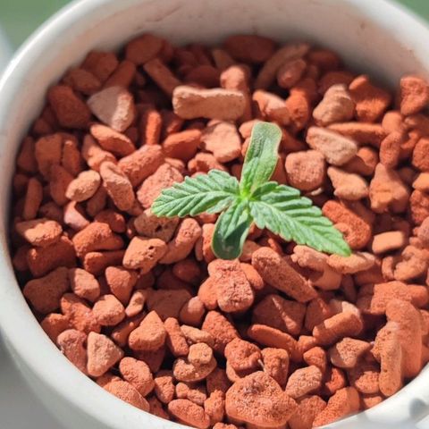 Auto SFV OG 1 growlog timeline photo