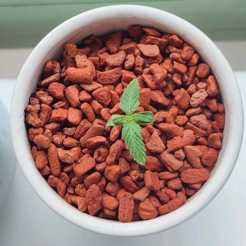 Auto SFV OG 1 growlog timeline photo