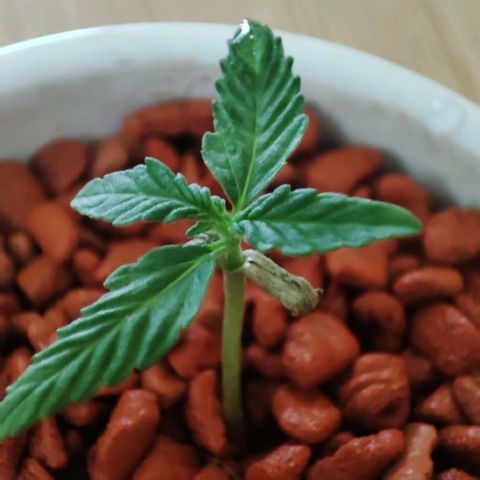 Auto SFV OG 1 growlog timeline photo