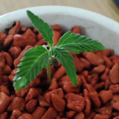 Auto SFV OG 1 growlog timeline photo