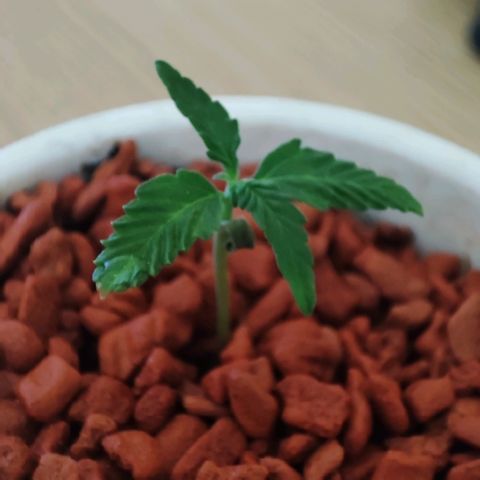 Auto SFV OG 1 growlog timeline photo