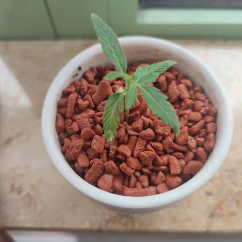 Auto SFV OG 1 growlog timeline photo