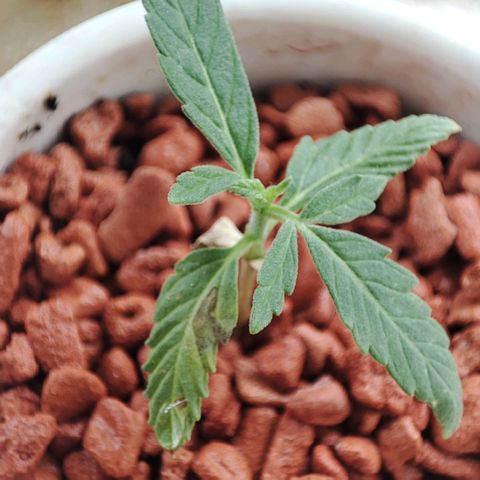 Auto SFV OG 1 growlog timeline photo