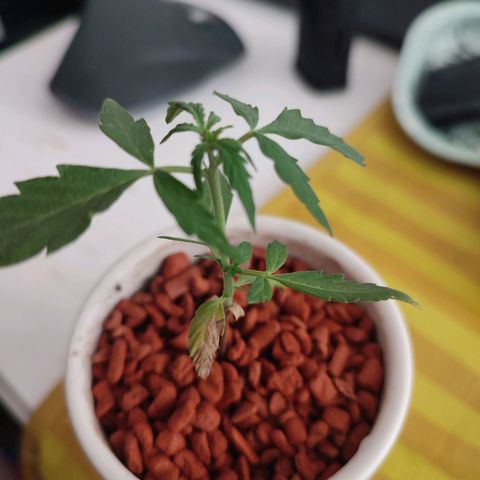 Auto SFV OG 1 growlog timeline photo