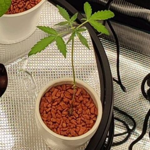 Auto SFV OG 1 growlog timeline photo