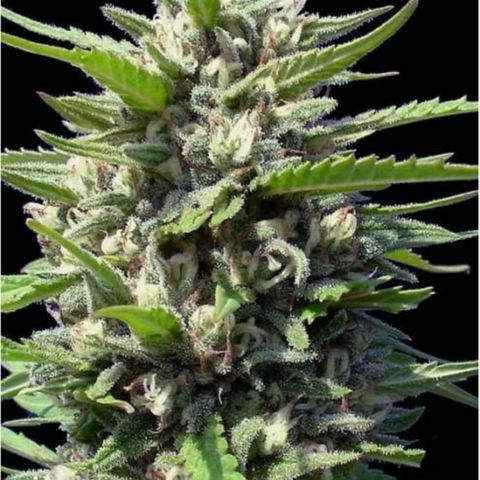 Northern Light #4 growlog timeline photo