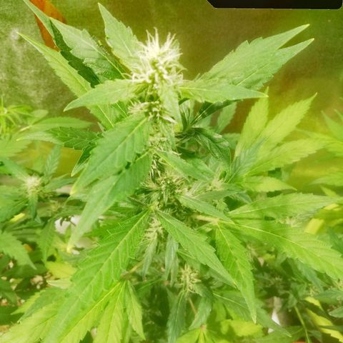 Northern Light #4 growlog timeline photo