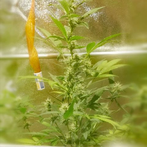 Northern Light #4 growlog timeline photo