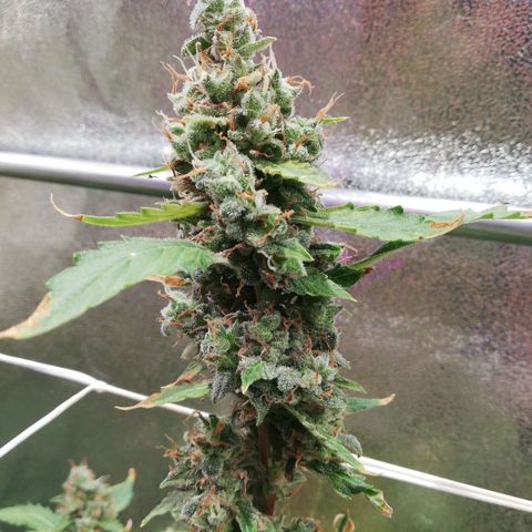 Northern Light #4 growlog timeline photo