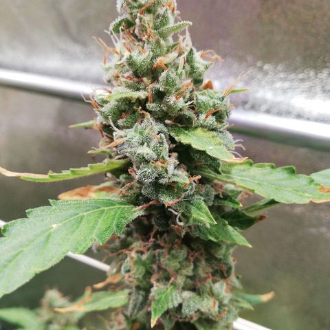Northern Light #4 growlog timeline photo