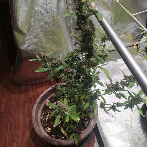 Northern Light #4 growlog timeline photo