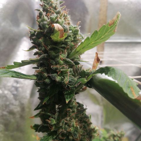Northern Light #4 growlog timeline photo