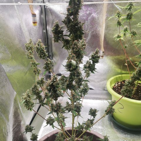 Northern Light #4 growlog timeline photo