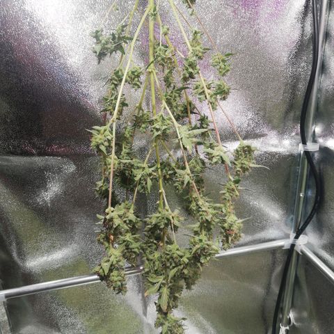 Northern Light #4 growlog photo: Inicio secagem 