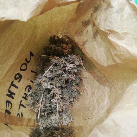 Northern Light #4 growlog photo: Apos 9 dias de secagem inteira, passagem para o saco até completar os 30 dias