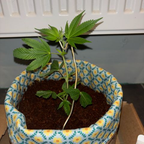 Fresh Lemonade (Super Lemon Haze) growlog photo: 00:21