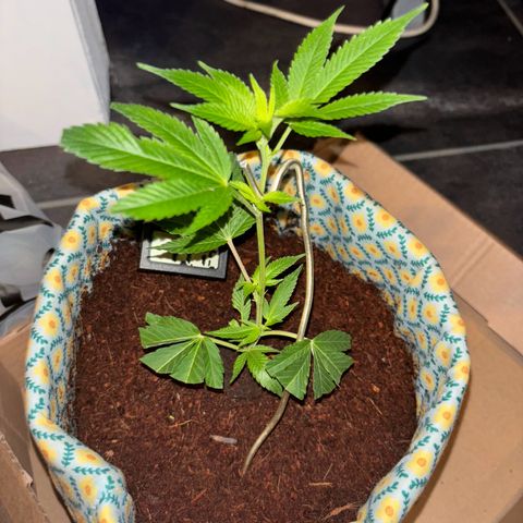 Fresh Lemonade (Super Lemon Haze) growlog photo: 12:53