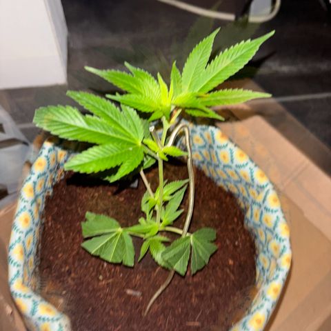 Fresh Lemonade (Super Lemon Haze) growlog photo: 12:53