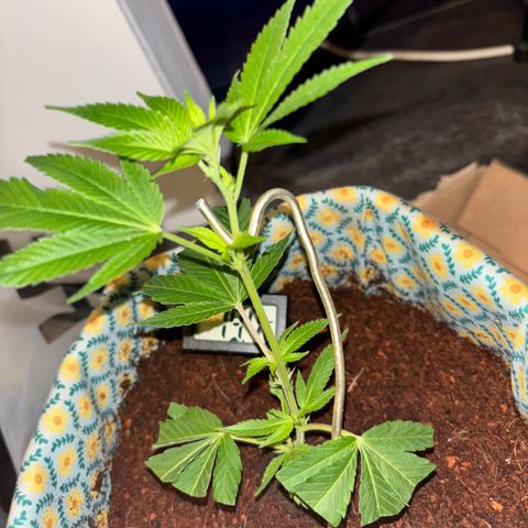 Fresh Lemonade (Super Lemon Haze) growlog photo: 12:53