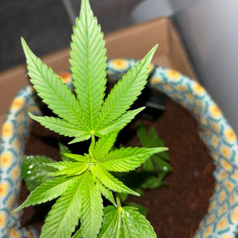 Fresh Lemonade (Super Lemon Haze) growlog photo: 21:20 Nach Giessen