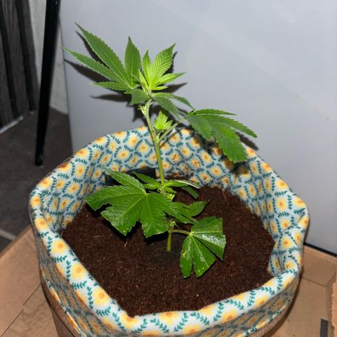 Fresh Lemonade (Super Lemon Haze) growlog photo: 21:20 Nach Giessen