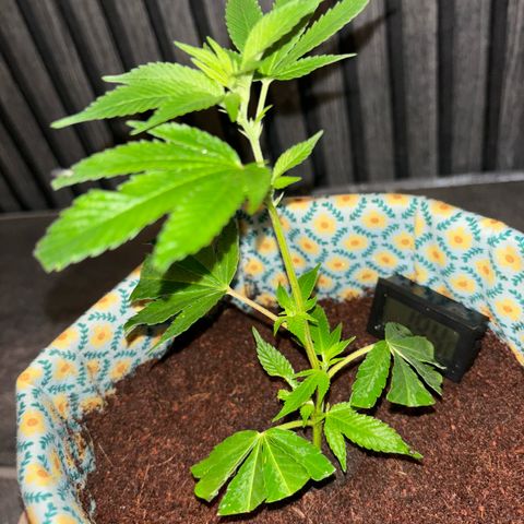 Fresh Lemonade (Super Lemon Haze) growlog photo: 21:20 Nach Giessen