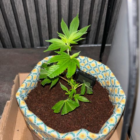 Fresh Lemonade (Super Lemon Haze) growlog photo: 21:20 Nach Giessen