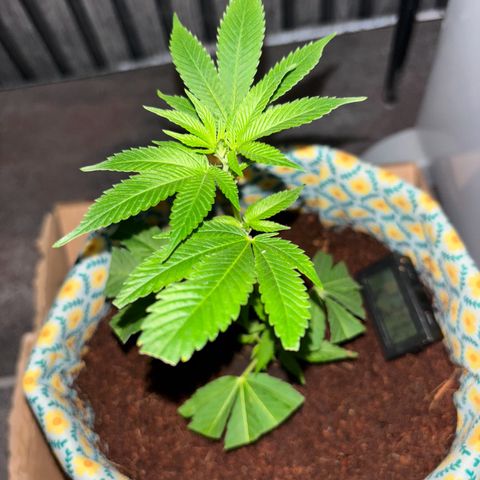 Fresh Lemonade (Super Lemon Haze) growlog photo: 23:59 nochmal gut gesprüht 23,7 Grad Temperatur runter geregelt für Nacht