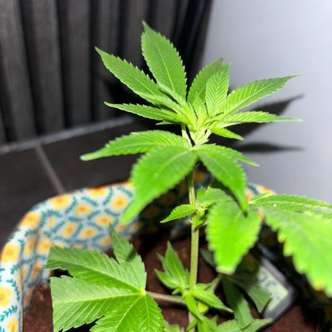 Fresh Lemonade (Super Lemon Haze) growlog photo: 23:59 nochmal gut gesprüht 23,7 Grad Temperatur runter geregelt für Nacht