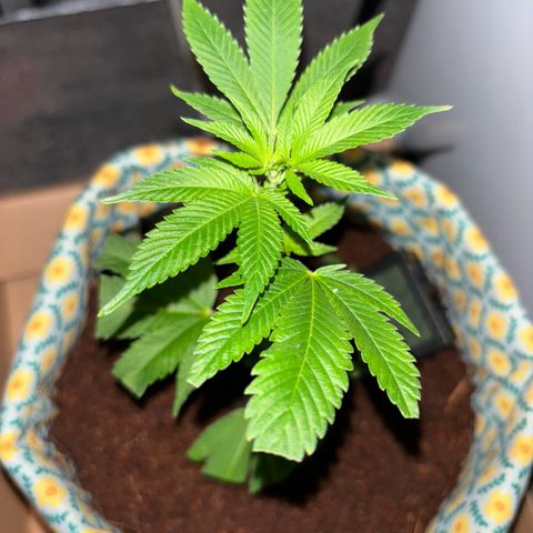 Fresh Lemonade (Super Lemon Haze) growlog photo: 23:59 nochmal gut gesprüht 23,7 Grad Temperatur runter geregelt für Nacht