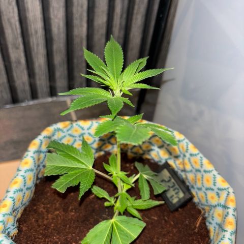 Fresh Lemonade (Super Lemon Haze) growlog photo: 23:59 nochmal gut gesprüht 23,7 Grad Temperatur runter geregelt für Nacht