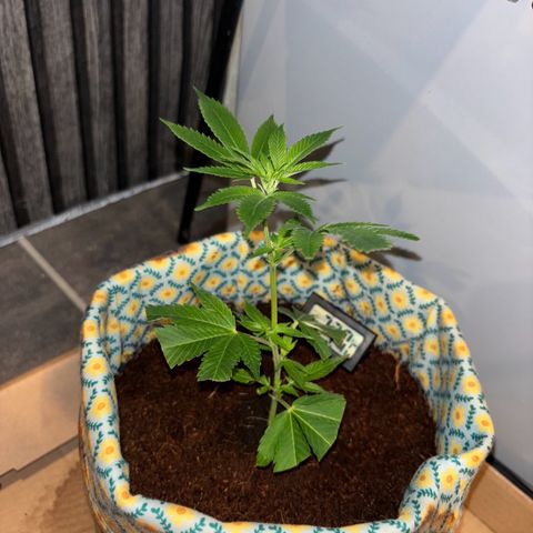 Fresh Lemonade (Super Lemon Haze) growlog photo: 23:59 nochmal gut gesprüht 23,7 Grad Temperatur runter geregelt für Nacht
